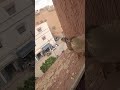 لماذا يخاف الناس من تواجد طائر البومة موكة على منازلهم وفي أحيائهم السكنية لماذا يخاف الناس من تواجد طائر البومة موكة على منازلهم وفي أحيائهم السكنية