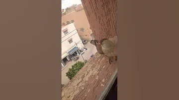 لماذا يخاف الناس من تواجد طائر البومة موكة على منازلهم وفي أحيائهم السكنية 