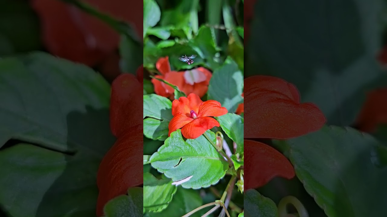 Nature’s Hidden Dance: A Flying Ant’s Journey 🍃