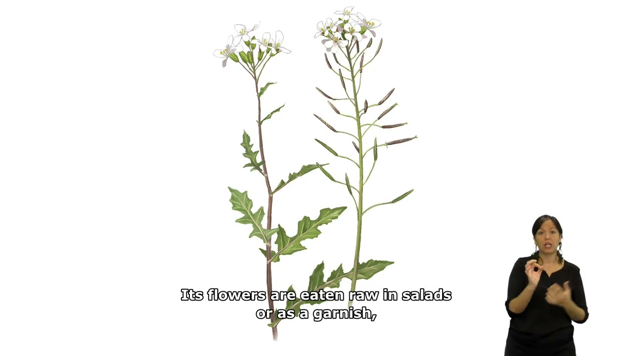 Faristol 4 – Espai situat davant Cal Gras (Hortes de Santa Eugènia). Anglès.