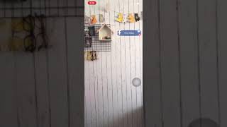 Bigo For Fun - Nice Dancing