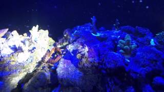 Emerald crab spawning