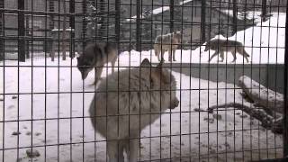 あれ？みんなは吠えないの？~Howling of wolf