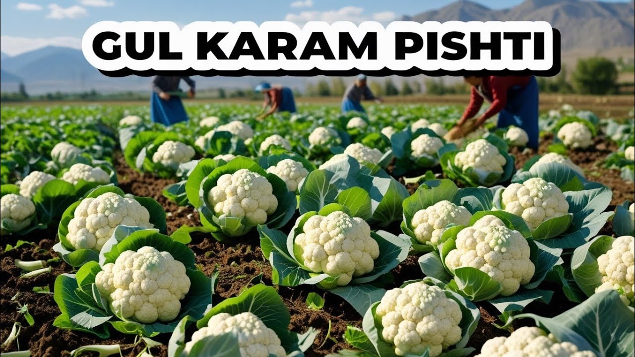 ГУЛ КАРАМ ЭКСПОРТГА СОТИЛДИ 