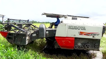 Chạy Theo Máy Cắt Lúa Bắt Chuột Bất Ngờ Gặp Cái Kết | Cống Miền Tây