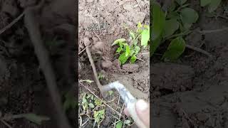 Fig tree planting for next grafting #figtree #grafting #planting #gardeningtips #gardening