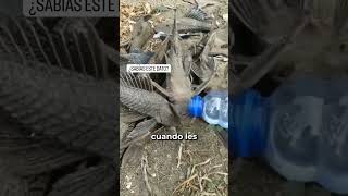 la famosa vieja del agua