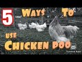 Expert homestead guide chicken manure usage