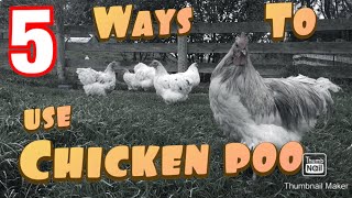 Expert Homestead Guide: Chicken Manure Usage