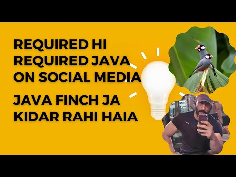 Java Finch Future