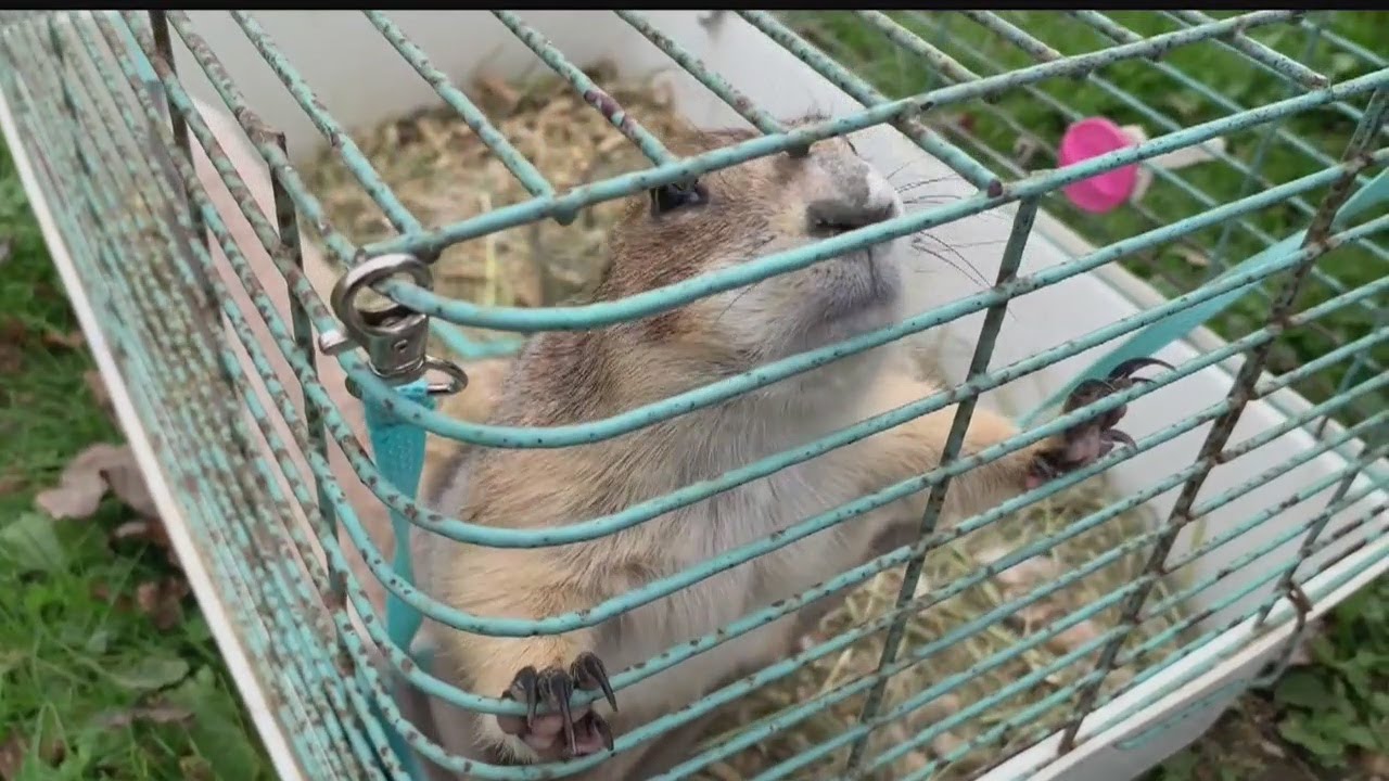 Humane agents find over 100 animals at North Bloomfield home