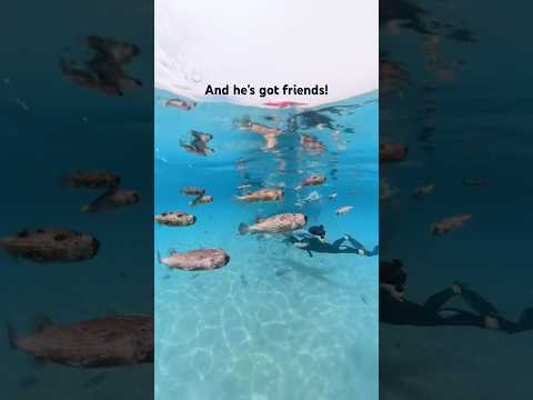 Puffer Fish Madness with @insta360 #insta360x5 #insta360