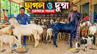 দুম্বা ও ছাগল পালন একসাথেই হচ্ছে পশ্চিমবঙ্গে || goat farming and dumba farming in West Bengal 