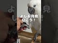 お月見なのに月が見えない夜のゆきまる氏 #shorts