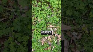 A tip for handling large patches of weeds! #gardening #gardeningtips