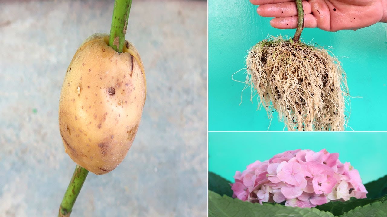 How to propagate Hydrangea with potatoes for fast rooting - YouTube