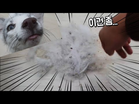 여우를 키우면 감당하실수있겠습니까? 이게 6시간짜리입니다