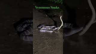 Commen Krait Snake reptiles snake explore fly ytshorts youtube youtubeshorts beats dj no1