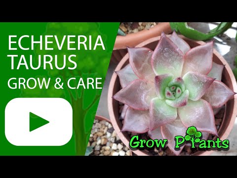 Echeveria taurus - grow & care (Succulent)