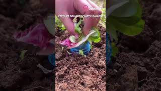 Fertilize Soil with Plastic Gallons #plastic #outdoors #hack