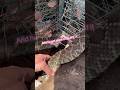 Super ☠️ sketchy snake call 😮 #intense #youtube #snake #wildliferescue #video #wow