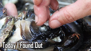 How and Why Do Oysters Make Pearls?