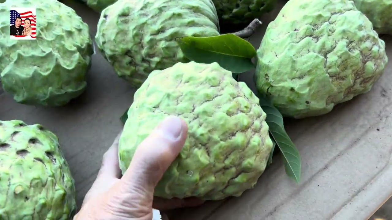 🤝🎁 Vườn đang có bán các loại MC  trái ngọt to ngon 💐👍🤩