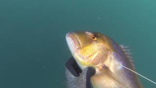 Pesca submarina entre el estrecho y  malaga