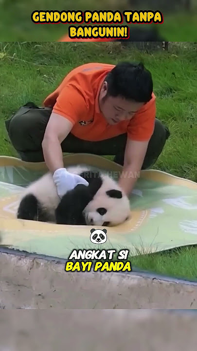 Bayi Panda Tertidur #shorts hewan #kisahhewan