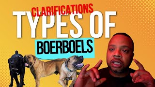 4 Types Of Boerboels Clarification by Exotic Boerboels 868 views 3 months ago 6 minutes, 24 seconds