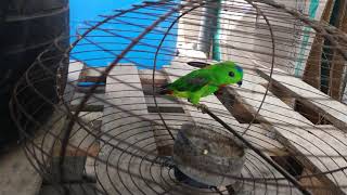 SERINDIT gotuk suara pancingan