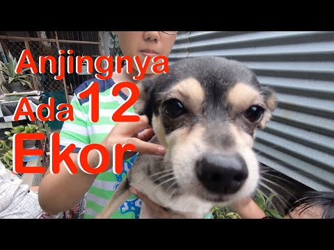 Video: Menamai Anak Anjing Anda