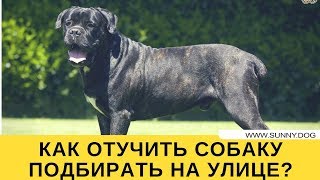 Как отучить собаку подбирать еду на улице? Как отучить собаку подбирать еду на улице?