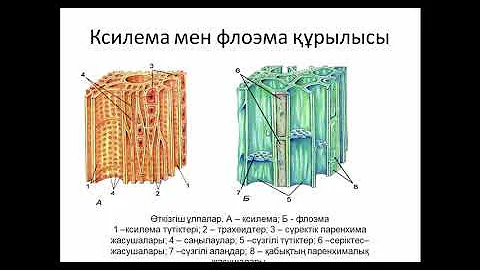 проводящая ткань растений ксилема и флоэма. какие ткани растения участвуют в передвижении воды?. ксилема и флоэма могут быть найдены у. ксилема и флоэма могут быть найдены у. строение ксилемы и флоэмы.