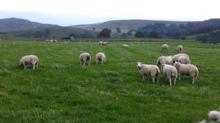 yorkshire sheep