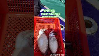 5월8일여수갑오징어조황 #fishing #낚시조행기  #생활낚시 #여행#낚시숏츠  #갑오징어낚시 #설치피싱호  #여수쭈꾸미 #여수갑오징어  #초보자환영 #사무장케어 #여사무장