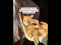 number 5 changed everything for anyone who“can’t have cats”#catsoftiktok #ad pacagen #catallergy#ad