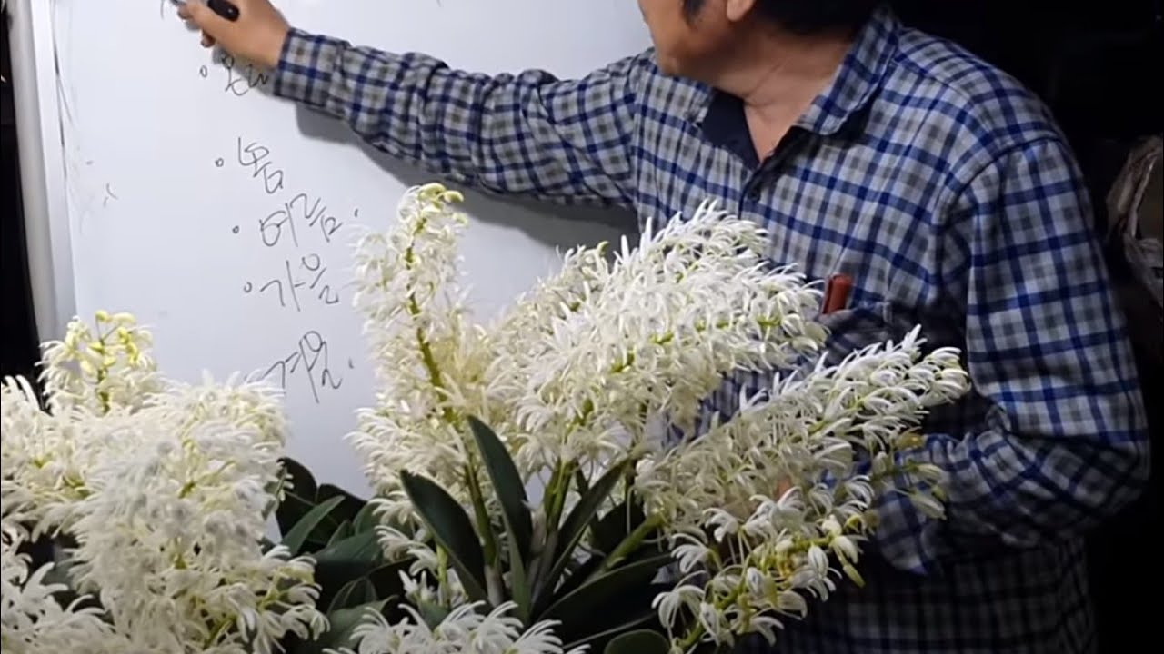 대명석곡 꽃 많이 피우기 위한 비법 첫번째 새 촉 기르기(비료주기)