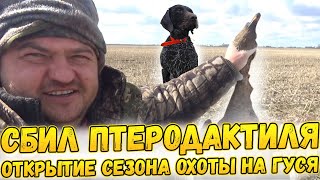 видео: №120 Ура, Сбил птеродактиля!!! / Открытие сезон охоты на гуся весной 2022 с чучелами и собаками. картинка: №120 Ура, Сбил птеродактиля!!! / Открытие сезон охоты на гуся весной 2022 с чучелами и собаками.