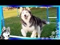 HUSKIES LIKE TO JUMP | Teach your dog Agility | Dog Training