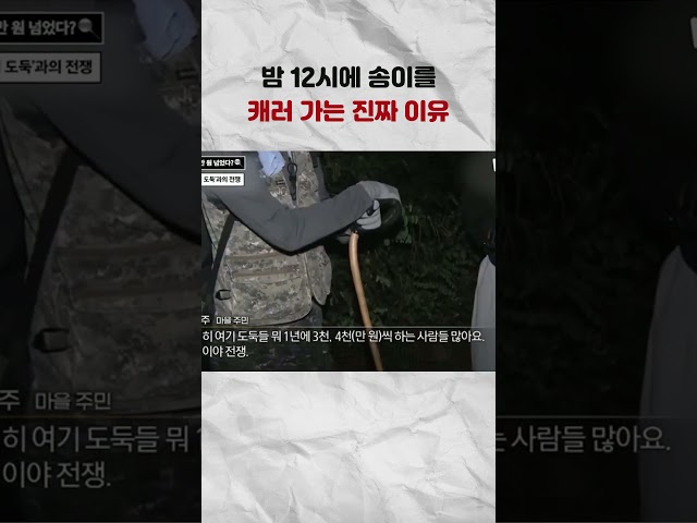 1kg에 160만 원 넘는 송이버섯? #뉴픽