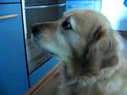 Hond voelt zich konijn Hond voelt zich konijn