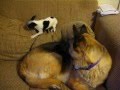 German Shepherd playing with a Chihuahua puppy