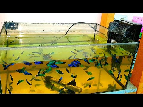 Видео: Уборка в травнике, фильтрация петушкам, рыбок на нерест