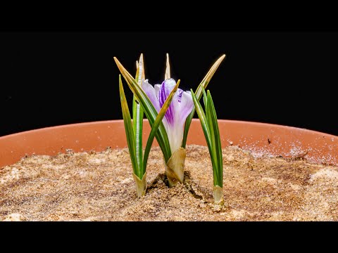 Crocus time lapse