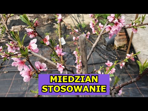 Wideo: Najlepszy czas na opryskiwanie drzew - kiedy opryskiwać drzewa owocowe