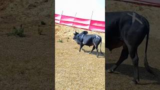 🔥😡Bull power #bull #redbull #indi😫a 🥶💪#power 💪👉😎
