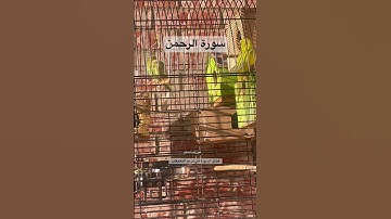 #سورة_الرحمن #قرآن #مشاري_العفاسي #السعودية #اكسبلور #طيور #البادجي #العراق #quran #birds #budgies
