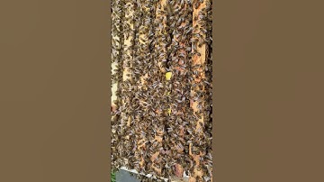 Queen Introduction #SHORTS