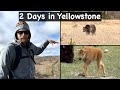Visiting YELLOWSTONE National Park After Park Re-opens!
